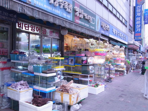 韓国で発見モルモット!ソウルの「ペットショップ通り」は小動物天国だった