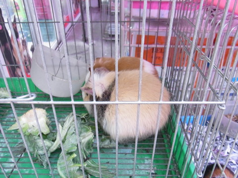 韓国で発見モルモット!ソウルの「ペットショップ通り」は小動物天国だった