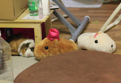 カピバラさんとモルモットの友情物語