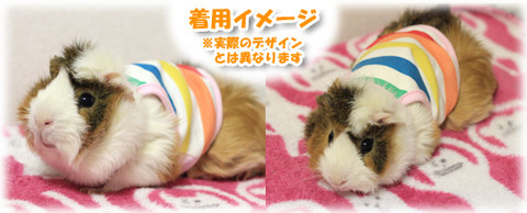 ラテのモデル業再び。モルフク.comのメンズライナップ!