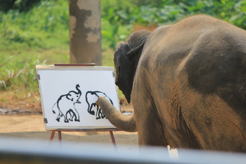 タイで発見モルモット!...とリスとゾウとトラと犬
