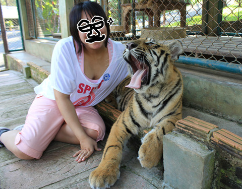 タイで発見モルモット!...とリスとゾウとトラと犬