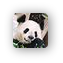 panda1
