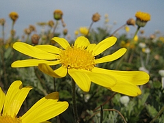 Euryops pectinatus.