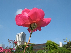 Sky