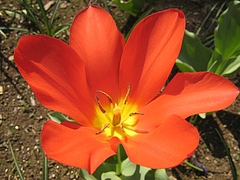 Tulipa.