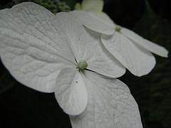 Hydrangea macrophylla