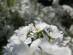 Spiraea cantoniensis.