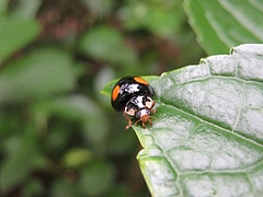 Coccinellidae