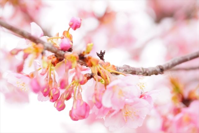 20170318_小野河津桜 (50)_R
