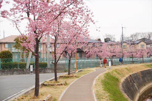 20170318_小野河津桜 (11)_R