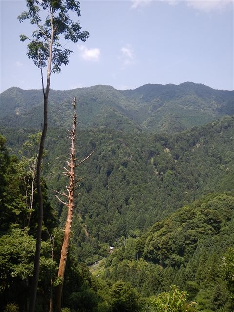 20160618_砥峰林道 (17)_R