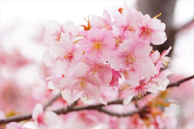 20170318_小野河津桜 (47)_R