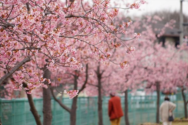 20170318_小野河津桜 (13)_R