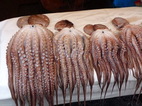 韓国　ハングル　チャガルチ　市場　フリー　素材　写真