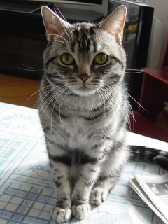 kira20100101-1