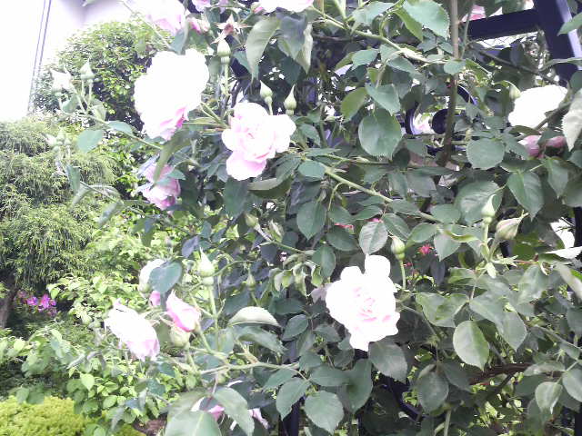 2010052716310000