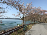 長命寺山桜スポットw