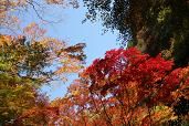 blog紅葉