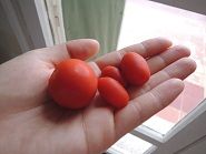 bトマト