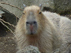 kapibara1