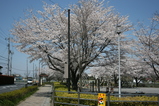 桜 008