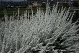 桜 003