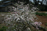 桜 002
