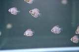 07-19ディスカス稚魚2