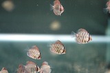 07-19ディスカス稚魚1