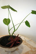 寄せ植え