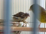 10-08-12ローラー雛