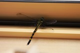 07��07���˥���