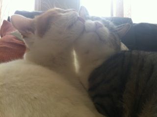なかよし