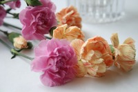 094carnation96-l