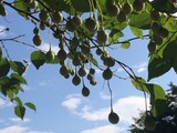 c3337a95.jpg