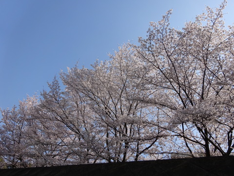DSC00815