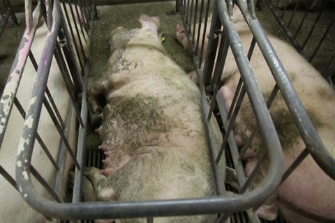 schweinehochhaus__04