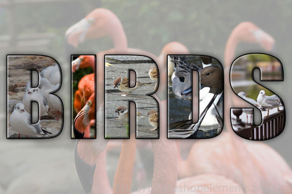 birds_001