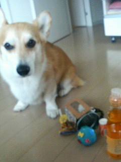 みかんプレゼント