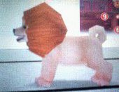 lion33