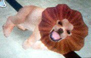 lion22