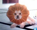 lion11