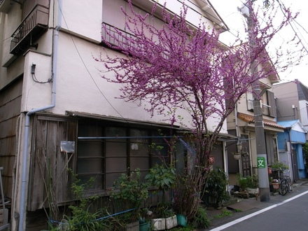 古民家と花