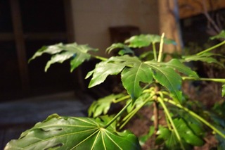 DSC00076