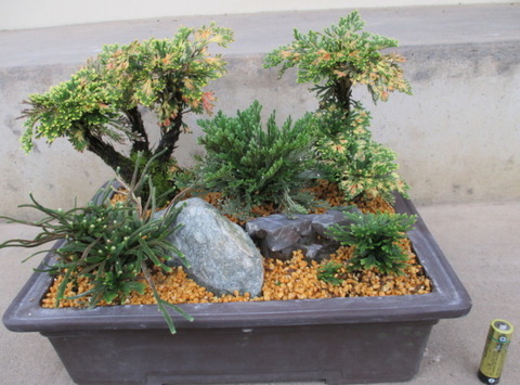 希少　南京絵鉢　南京鉢　岩松　イワヒバ　岩ヒバ　植木鉢　サボテン　アガベ 岩ヒバ 小さ目と鉢色々