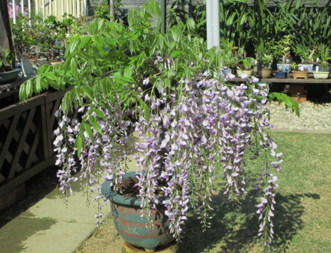 藤の花が見頃を迎えました。 皆さんはどの藤が1番好きですか