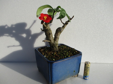 木瓜（ボケ）」の「黒潮」が咲きました : 「じぃじ」のミニ盆栽日記