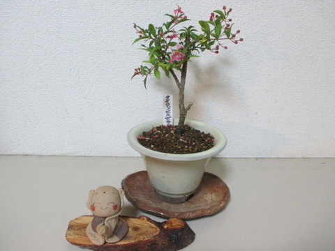 台湾姫桜桃（タイワンヒメオウトウ）」今年2回目の花 : 「じぃじ」の