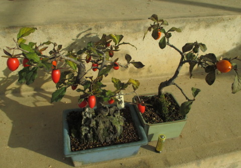 今でしょ！「老爺柿（ロウヤガキ）」くん : 「じぃじ」のミニ盆栽日記